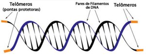 telomere_science